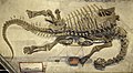 Camarasaurus lentus USNM.jpg