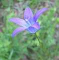 Campanula patula (clopoţei)