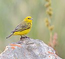 aves De Argentina