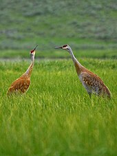 Breeding pair of sandhill cranes Canada 19 bg 061904.jpg