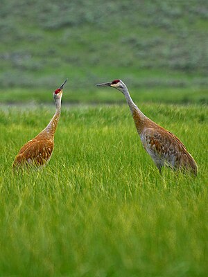 List Of Birds Of Colorado