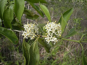 Canthium oleifolius flowers.jpg