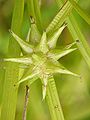 Carex grayi0.jpg
