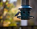 Thumbnail for File:Carolina Chickadee Enjoying Our Feeder - Flickr - John Brighenti.jpg