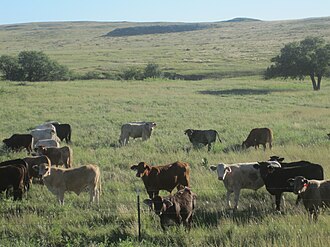 Cattle grazing in Texas Cattle grazing Ochiltree County, TX IMG 6050.JPG