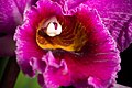 Cattleya percivaliana fma. rubra Labellum and Column