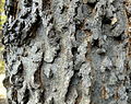 The ridges on the bark of a tree at the Jevremovac Botanical Garden in Serbia