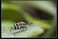 Cerambycidae (8737354643).jpg
