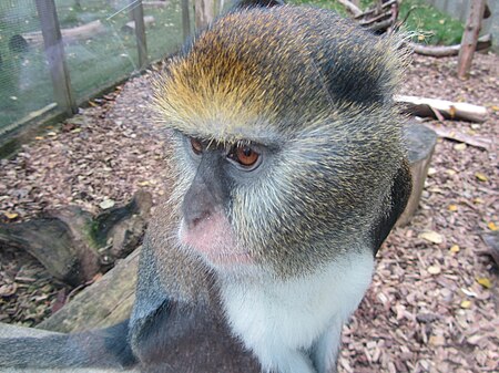 Cercopithecus_campbelli