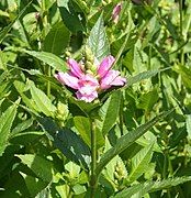 Chelone obliqua (Twisted Shell Flower)