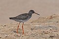 * Kandidimi Common redshank (Tringa totanus) in Thyna (Tunisia)I, the copyright holder of this work, hereby publish it under the following license:This image was uploaded as part of Wiki Loves Earth 2024. --El Golli Mohamed 20:26, 27 May 2024 (UTC) * E miratuar  Support Good quality. --Velvet 07:55, 28 May 2024 (UTC)