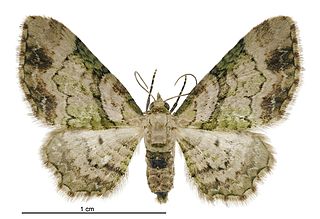 <i>Chloroclystis sphragitis</i> Species of moth