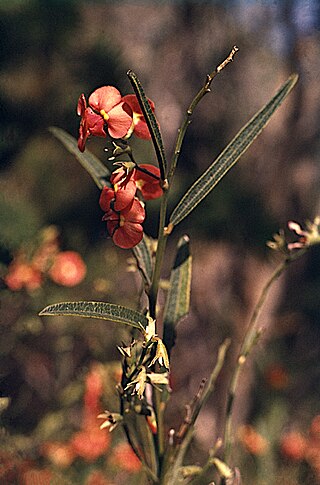 <i>Chorizema trigonum</i> Species of legume