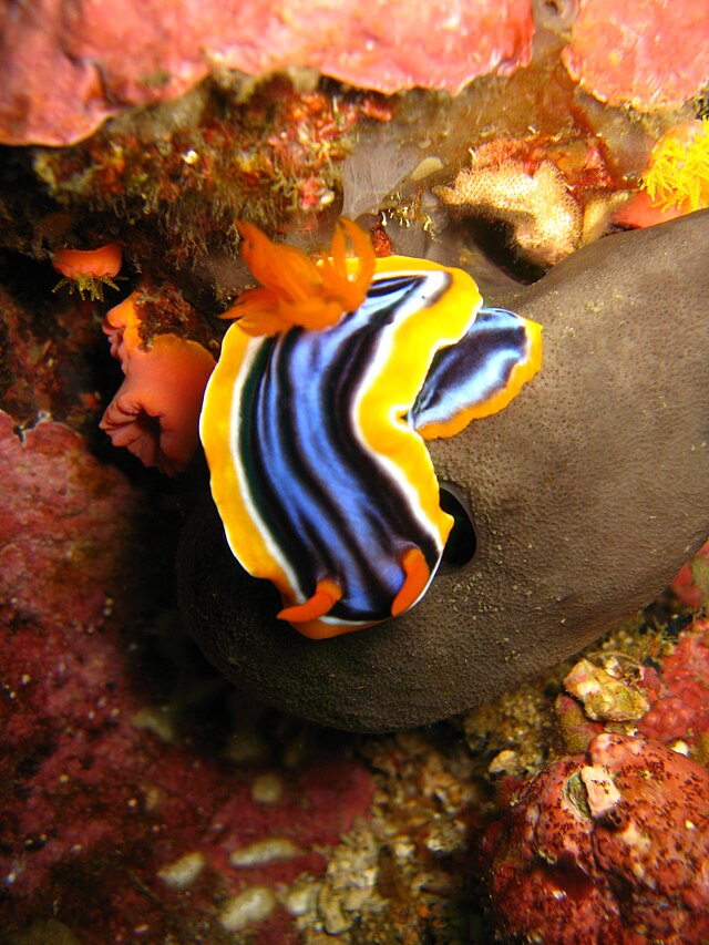 Description de l'image Chromodoris magnifa.JPG.