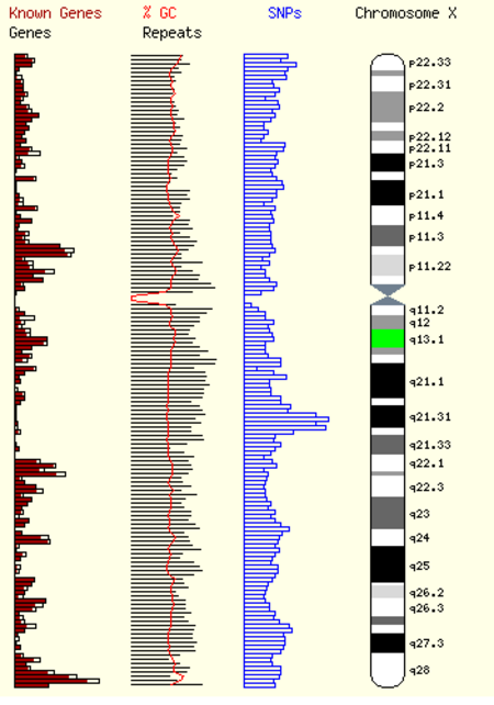 Tập_tin:Chromosome_X_Etude_Inactivation_X.PNG