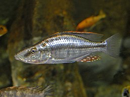 Dimidiochromis compressiceps