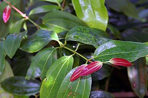 Cinnamomum: Planteslekt