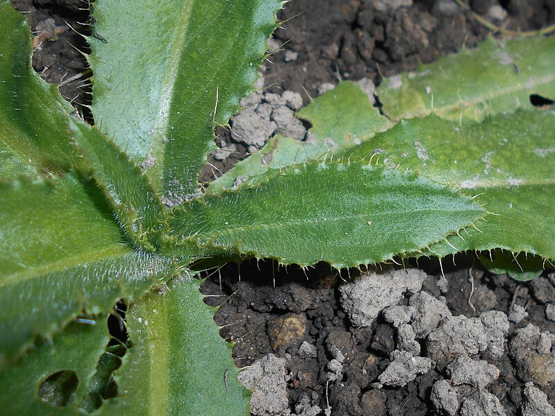 File:Cirsium canum 2017-09-29 6076.jpg