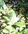 Clintonia udensis fruit.jpg