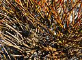 * Nomination Closeup of dogwood old and new branches. --W.carter 23:24, 15 March 2017 (UTC) * Promotion Love the contrast between the younger, redder twigs on top and the older brown ones. I can practicalyl smell the wood in these ... --Daniel Case 04:13, 16 March 2017 (UTC)