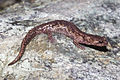 Nebelsalamander, Aneides ferreus.jpg