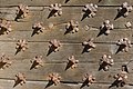 * Nomination Detail of the wooden door of the main entrance of Château de Hautefort, Dordogne, France.--Jebulon 08:35, 17 September 2013 (UTC) * Promotion  Support ok --A.Savin 09:02, 17 September 2013 (UTC)