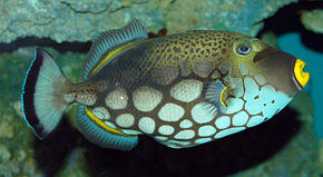 Popis obrázku Klaun Triggerfish Balistoides conspicillum Side 1888px.jpg.