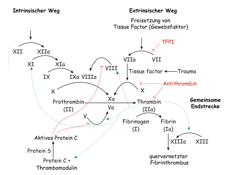 769px-Coagulation_deutsch.png