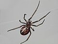 Cobweb-spider-ventral-mze.jpg