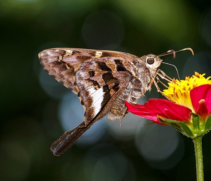 File:Codatractus carlos ssp. carlos cropped.jpg