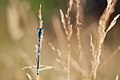 Coenagrion scitulum