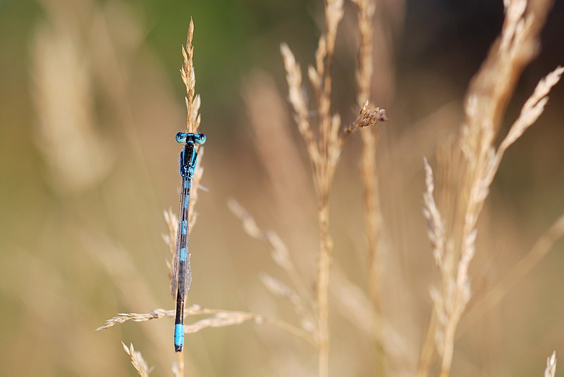 File:Coenagrion scitulum (4890919188).jpg