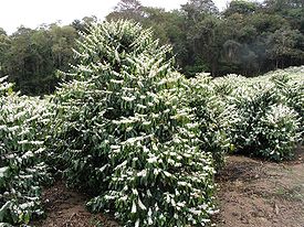 Coffee Flowers Show.jpg