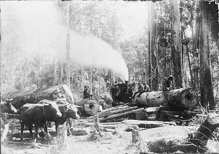 Fail:Coffs Harbour Timber Co. - Matt Singleton's property, transferring flooded gum logs onto the tramline to Coffs Harbour Timber Co. sawmill, bullocks 'Bright' and 'Lively'.jpg
