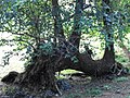 Colardeau Hill - Funny Tree On the Ravine - panoramio.jpg