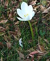 Colchicum speciosum 'Album'