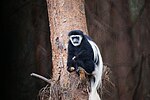 Vignette pour Dugdol (Colobus guereza caudatus)