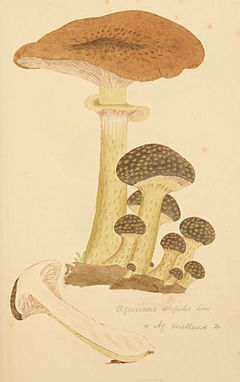 Illustration from James Sowerby's Coloured Figures of English Fungi or Mushrooms Coloured Figures of English Fungi or Mushrooms - t. 101.jpg