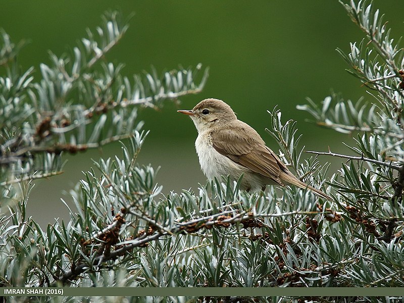 File:Common Chiffchaff (Phylloscopus collybita) (30605786225).jpg