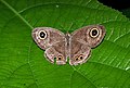 in wet season at Narendrapur near Kolkata, India.