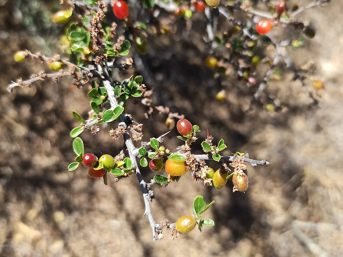 Condalia velutina