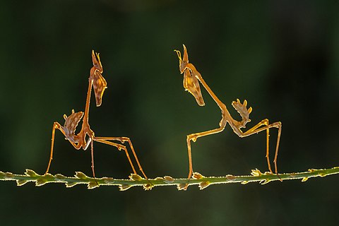 Fighting praying mantis (Empusa fasciata) on a thin plant stem with nice exposure.