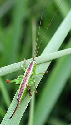 Kurzflügelige Schwertschrecke (Conocephalus dorsalis), ♀