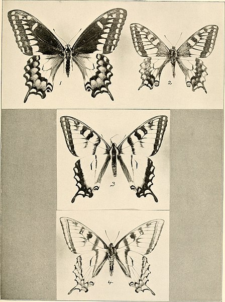 File:Contributions to the natural history of the Lepidoptera of North America (1916) (20068314894).jpg