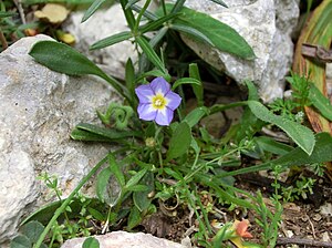 Convolvulus siculus.JPG