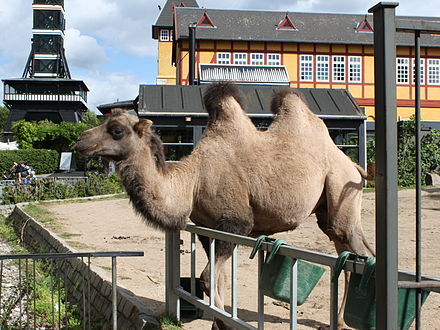 Casual camel in the Copenhagen zoo, you can just make out the Zoo's landmark observation tower in the background