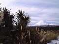 On Mt. Ruapehu, North Island, New Zealand