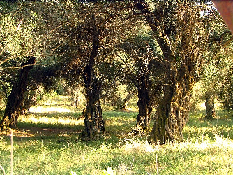 File:Corfu olive grove bgiu.jpg