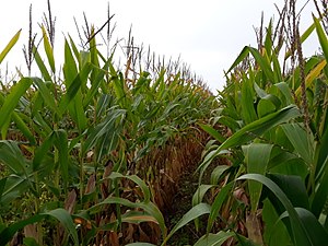 Corn Plants.jpg