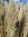 Kortaderie dvoudomá (Cortaderia selloana), odrůda Pumila - detail